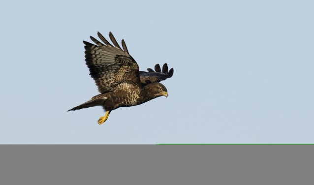 Vogels in de winter: leer ze (her)kennen.