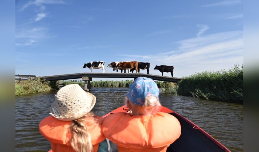 Eén van de inzendingen van vorig jaar.
