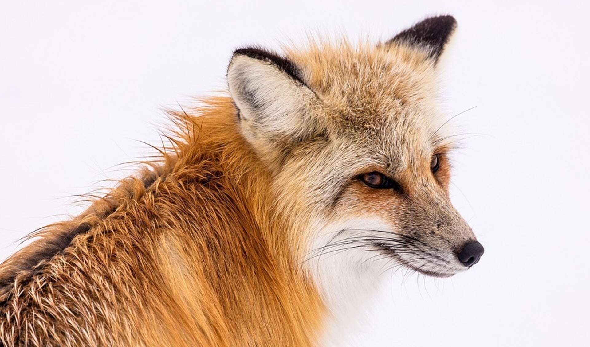  In de Schaapskooi van Bergen is een tentoonstelling over de vos te zien. 
