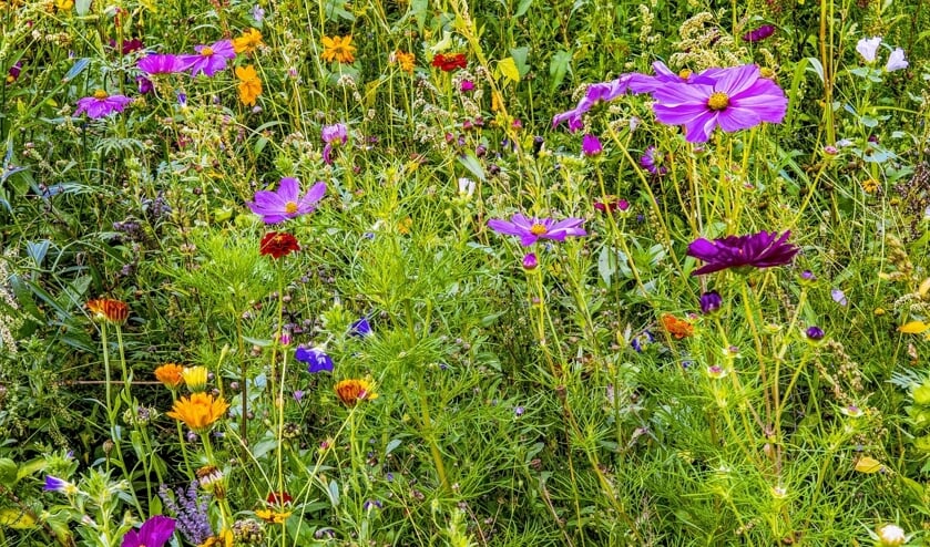 Een kleurrijke bloemenweide.