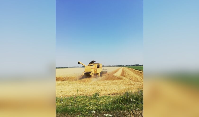 De graanoogst is in volle gang. zie onderaan het artikel de volledige foto.