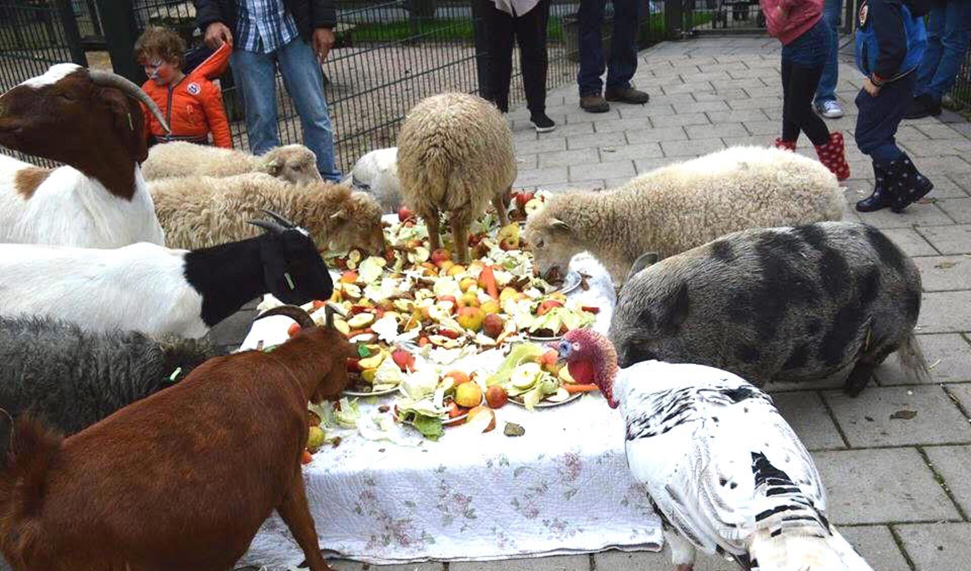 Traditiegetrouw wordt de tafel op dierendag extra feestelijk gedekt voor de dieren.