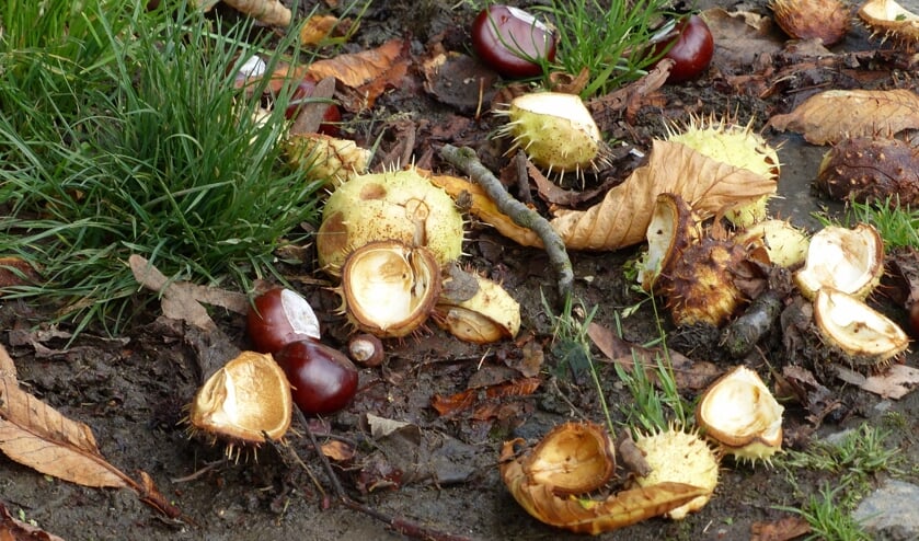 Gevallen kastanjes.