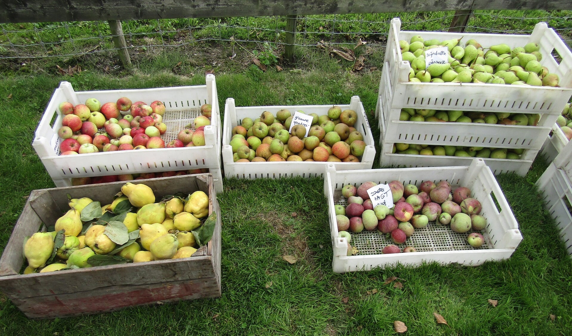 Oude fruitsoorten uit Wognumse 'boogerds' te koop bij het Huis van Oud.