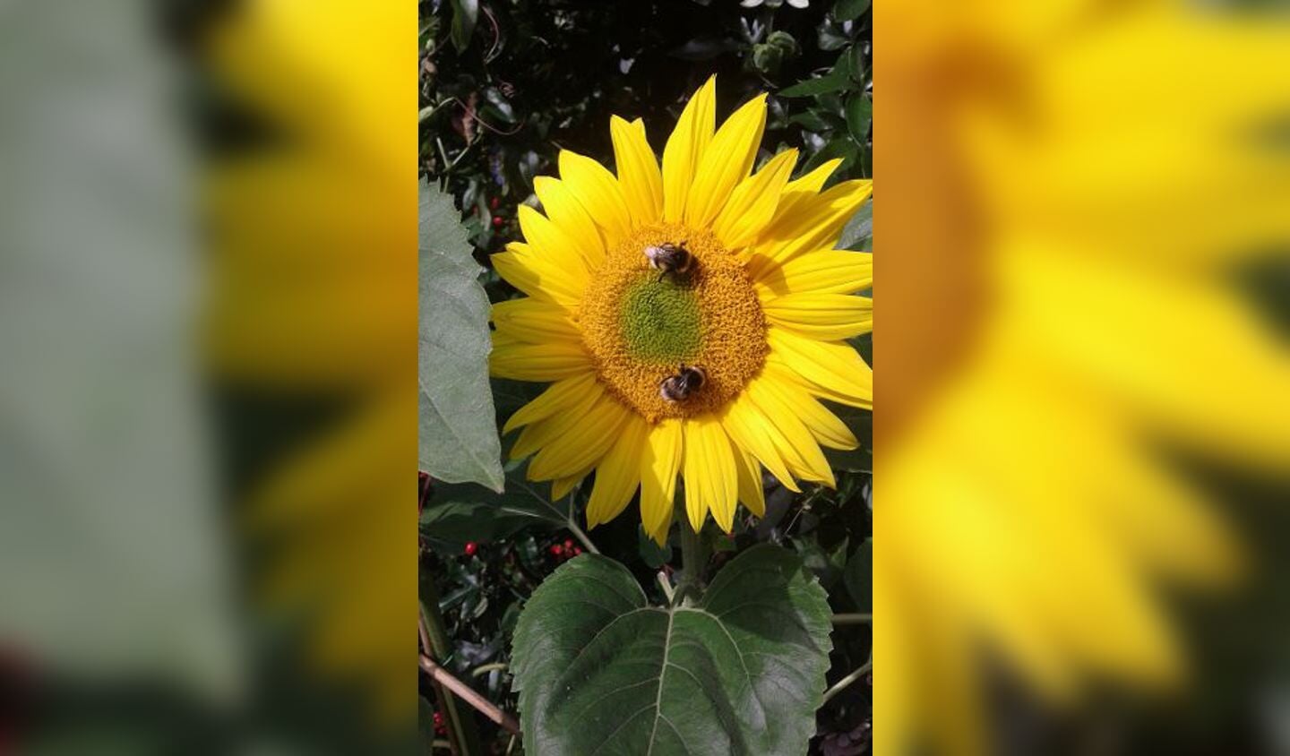 Bezige bijen op een zonnebloem. 