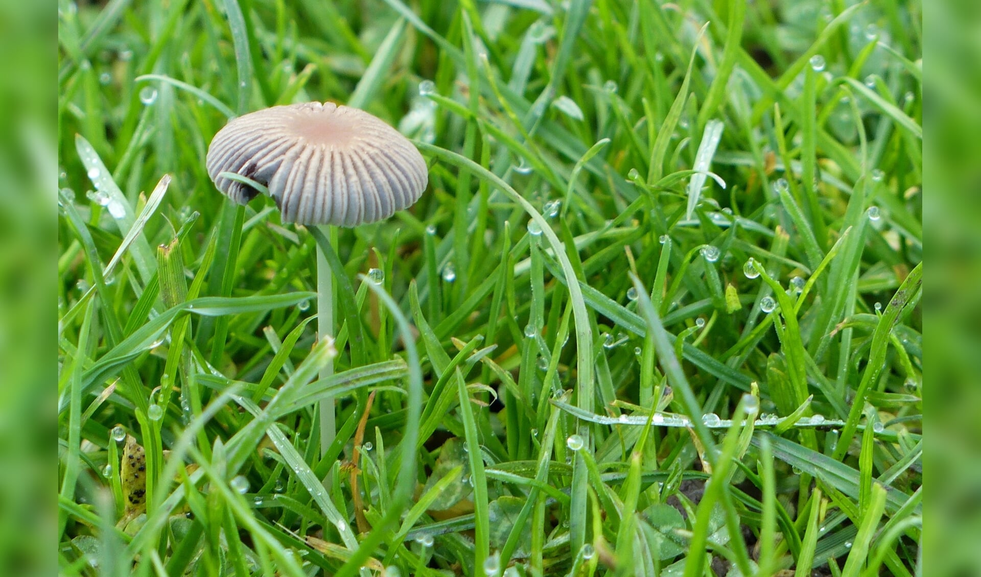 Plooirokje is een paddensteol uit de familie Psathyrellaceae.