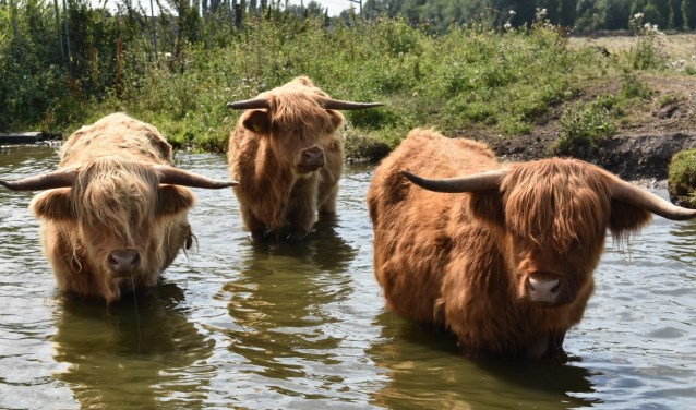 De Schotse Hooglanders in Onderdijk zijn op de kiek gezet door Melissa uit Avenhorn.