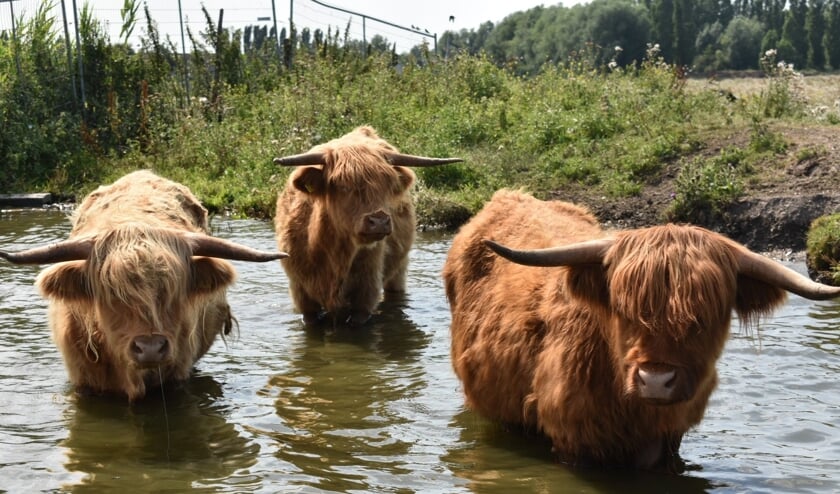 De Schotse Hooglanders in Onderdijk zijn op de kiek gezet door Melissa uit Avenhorn.