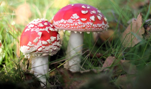 Paddenstoelen als waarzeggers?