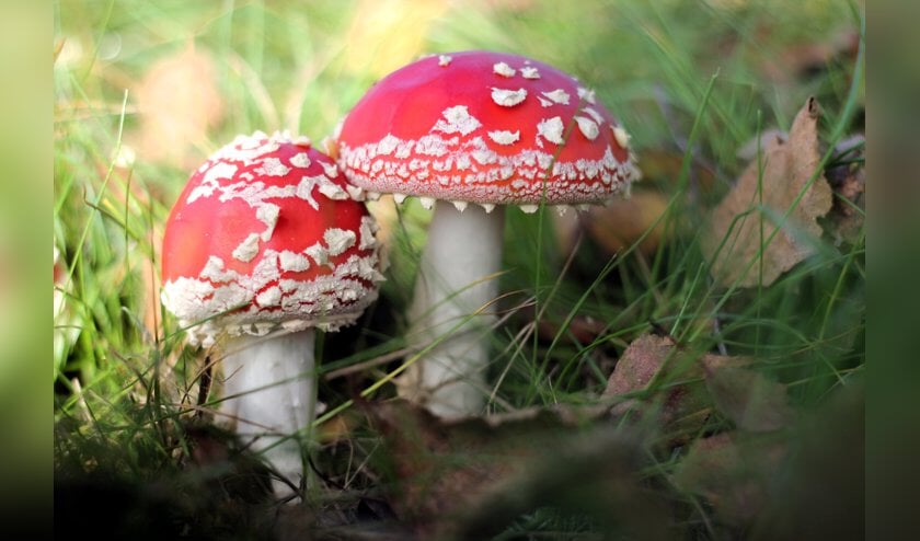 Paddenstoelen als waarzeggers?
