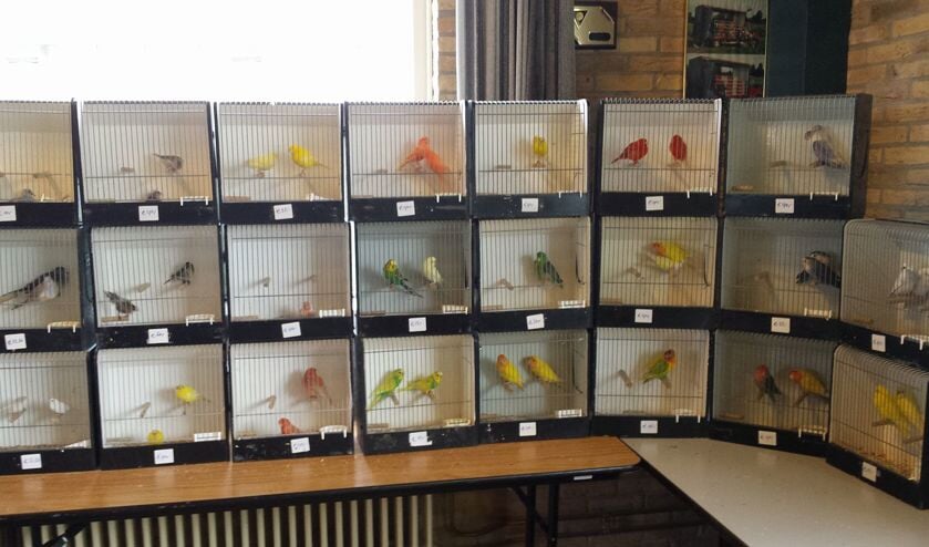Er worden diverse soorten vogels te koop aangeboden.