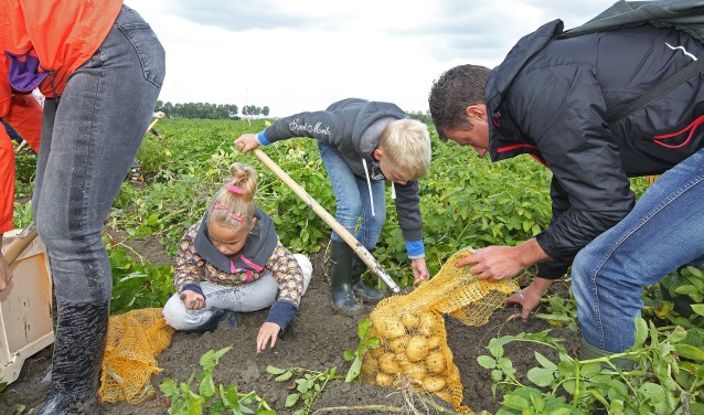 Samen met papa en mama aardappels rooien.