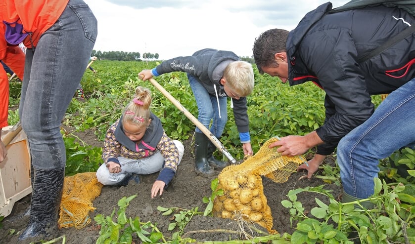 Samen met papa en mama aardappels rooien.