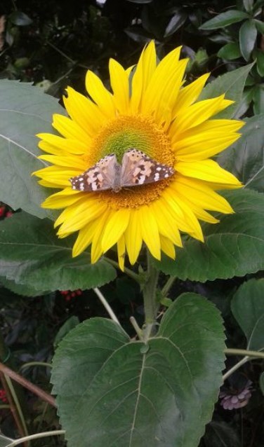 Een vlinder geniet van de nectar in een zonnebloem in een Hoofddorpse tuin.