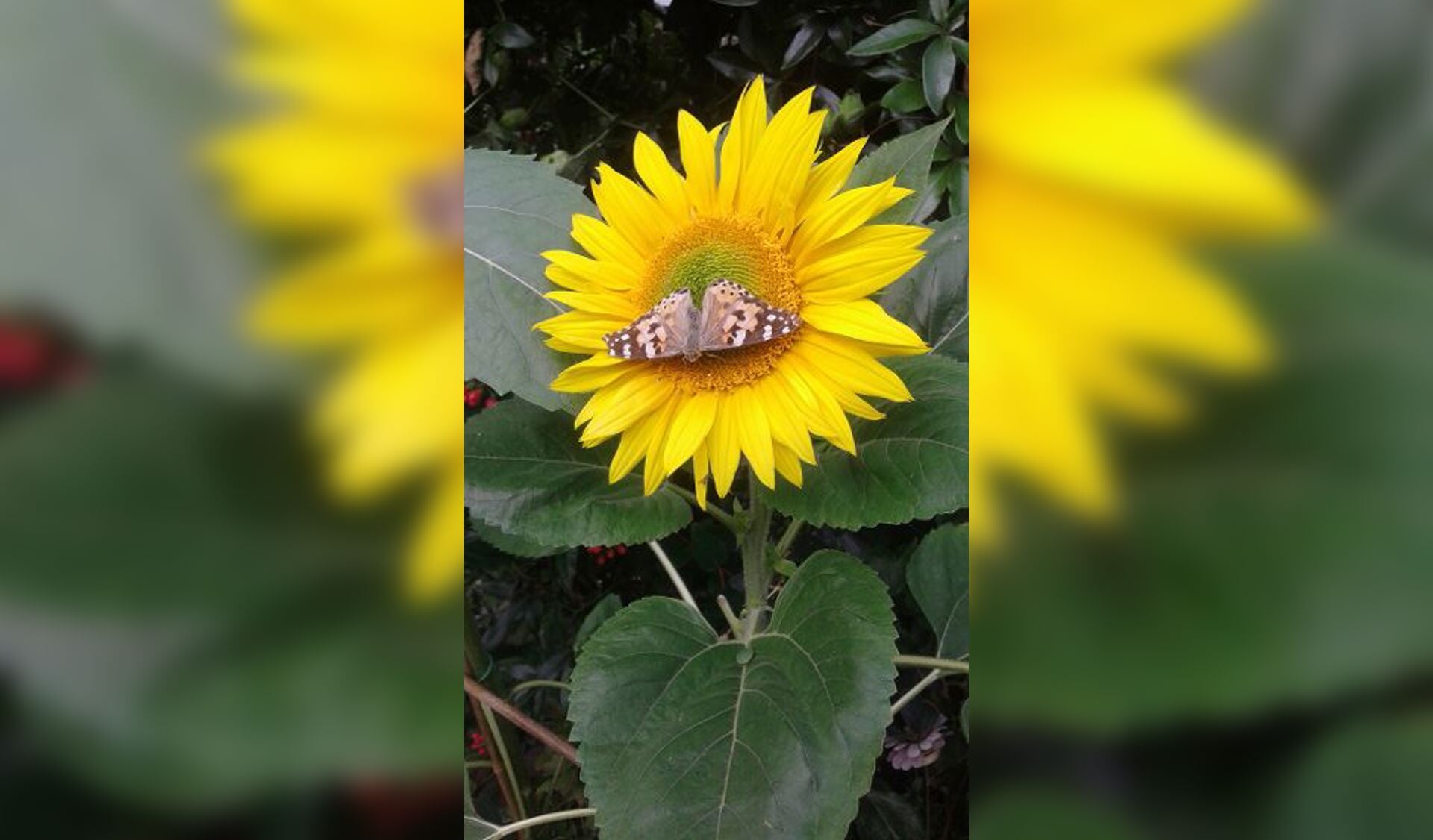 Een vlinder geniet van de nectar in een zonnebloem in een Hoofddorpse tuin. 