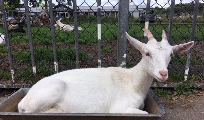 Kinderboerderij de Beestenboel viert woensdag 2 oktober Dierendag.