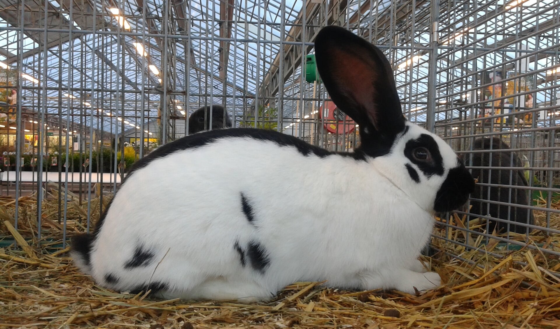 Eén van de konijnenrassen tentoongesteld. 
