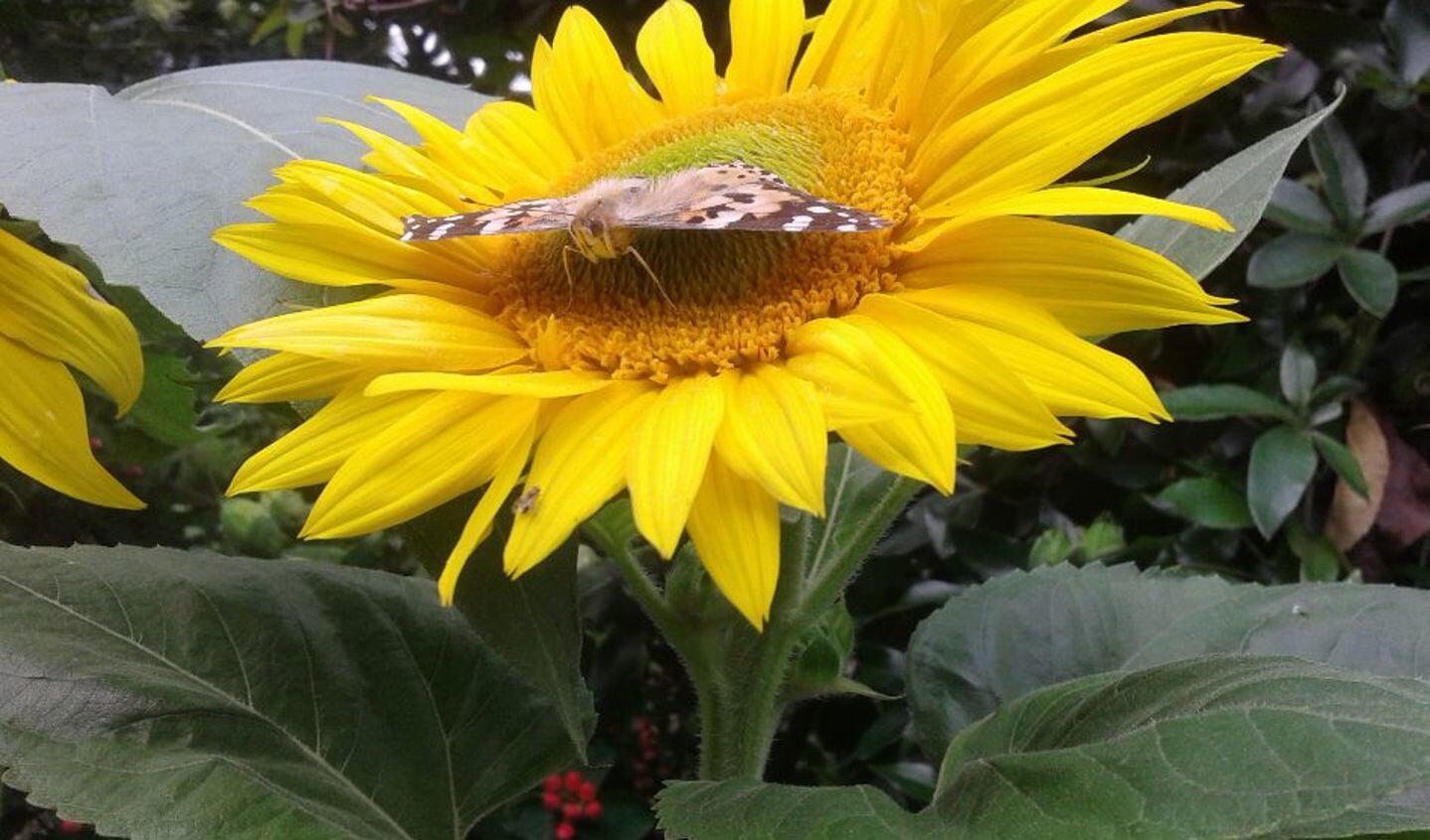 Een vlinder geniet van de nectar in een zonnebloem in een Hoofddorpse tuin. 