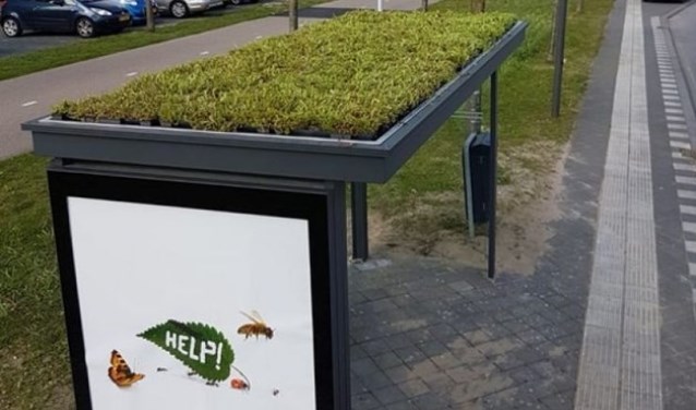 Een sedumdak op een bushokje.