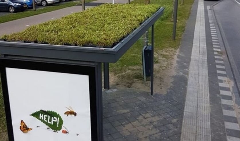 Een sedumdak op een bushokje.