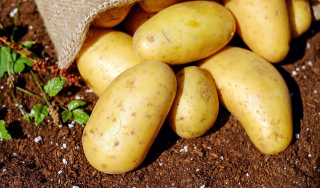 Het is bijna september, tijd om de aardappels te oogsten.
