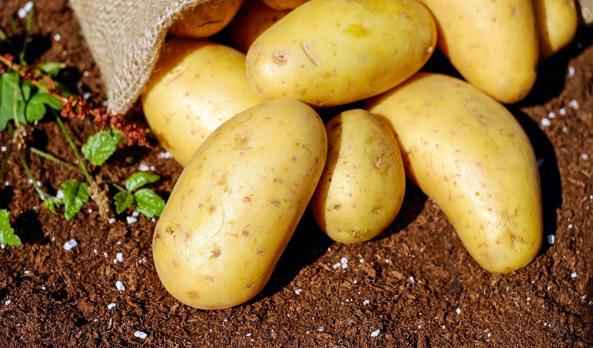 Het is bijna september, tijd om de aardappels te oogsten. 
