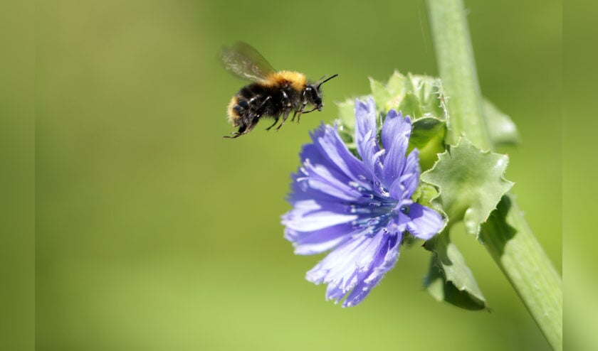 Tijdens de eerste Open Stal Zondag wordt aandacht geschonken aan insecten.