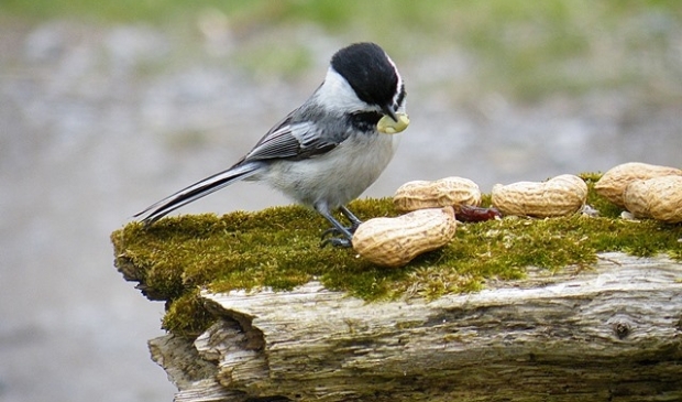 Zoektip van de week: vogels kijken.