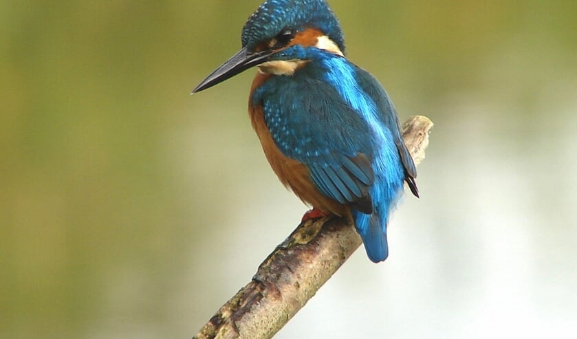 Een IJsvogel mannetje inspecteert de omgeving vanaf een tak.