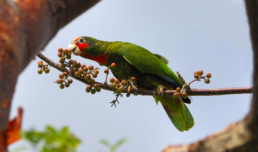 Genieten van de vogels op de Kaaiman Eilanden.