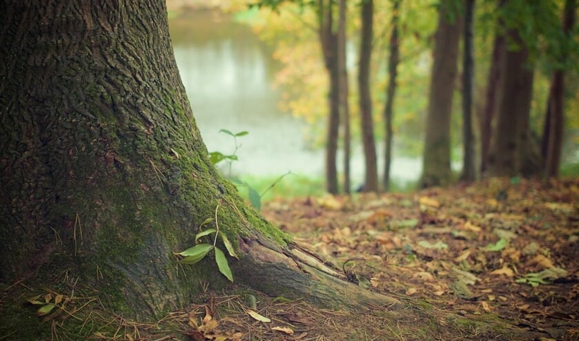 Na afloop zijn de deelnemers veel wijzer geworden over bomen.