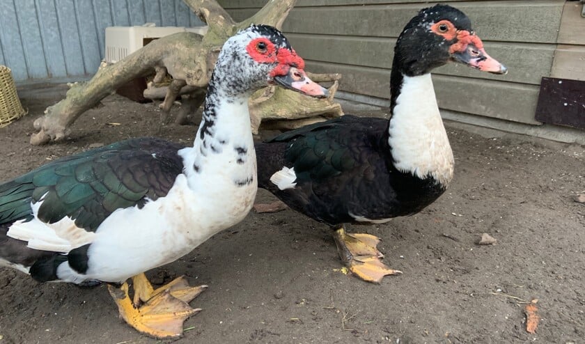 De vriendelijke en tamme Ter en Diek zoeken een gezellig thuis. Wie heeft er plek voor hen?