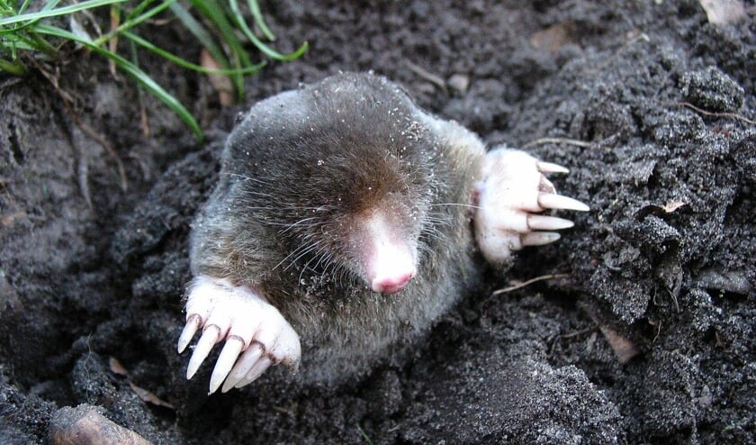 Elke dieren- en plantensoort heeft een grondsoort waar hij het liefst op leeft.