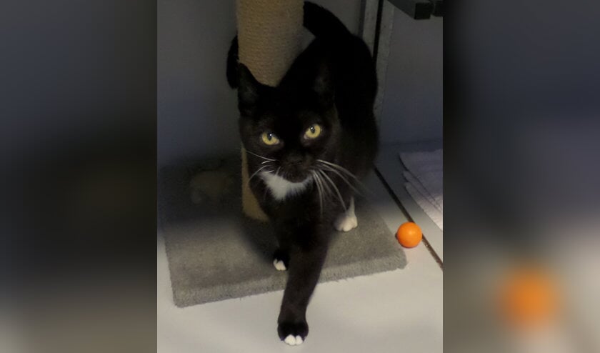 Moekie is een zachtaardige poes die graag geknuffeld wordt als ze je eenmaal kent.