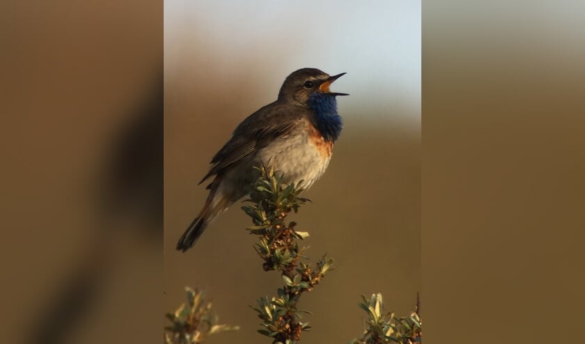 De vogelcursus is begin maart maar nu al kan men zich er voor opgeven.