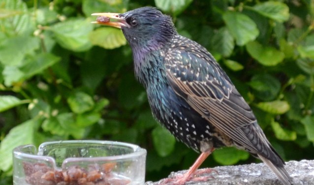 De spreeuw, een veel voorkomende vogel in Bergen?