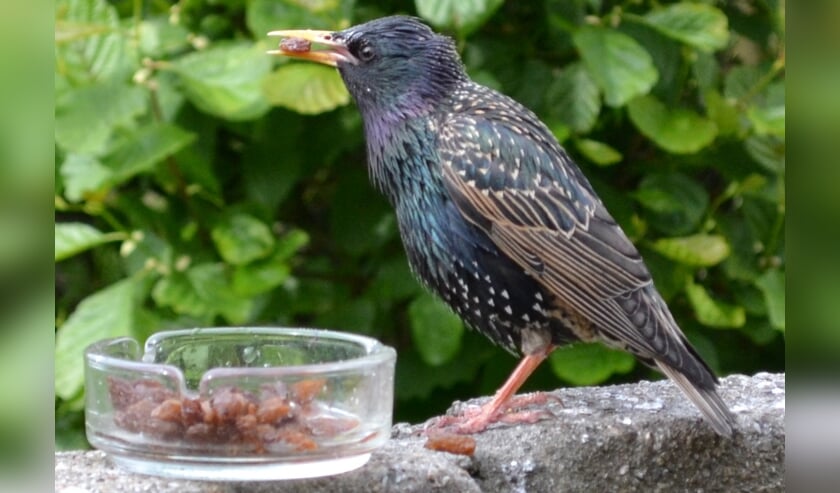 De spreeuw, een veel voorkomende vogel in Bergen?