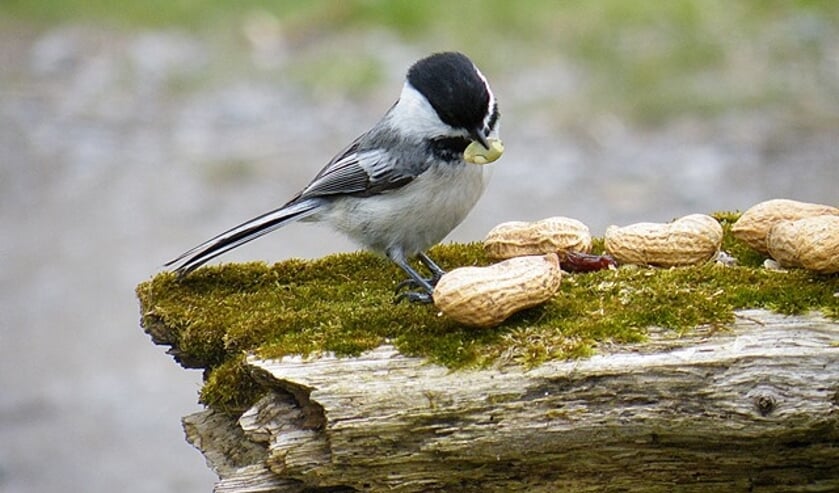 Welke vogels leven er in de tuin?
