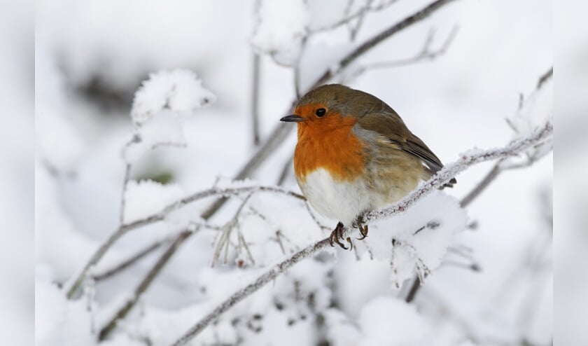 De speurtocht gaat over de winter.