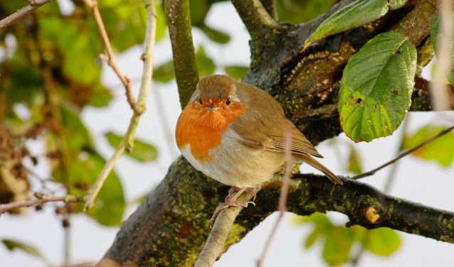 Wonderlijk Vogelvoer maken bij MAK Blokweer Blokker | Hoorn DT-77