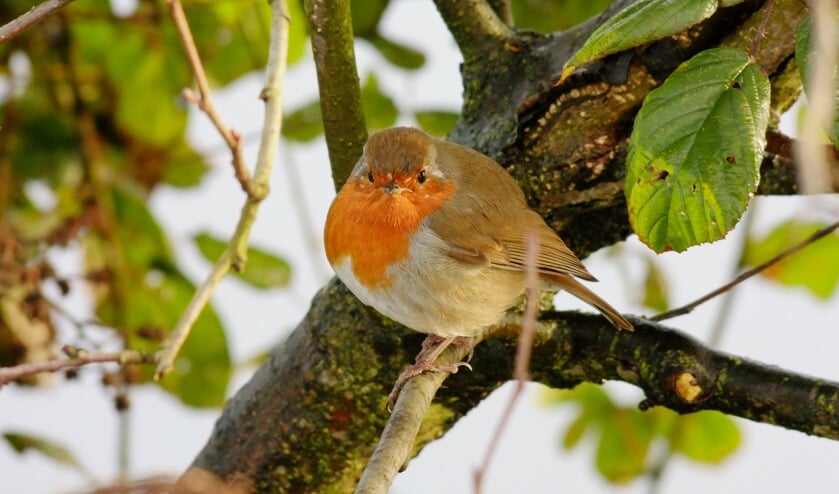 's Winters is het voor vogels lastiger om voedsel te vinden. Kom bij MAK Blokweer zelf vogelvoer maken!