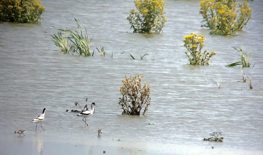 Marker Wadden met kluten.