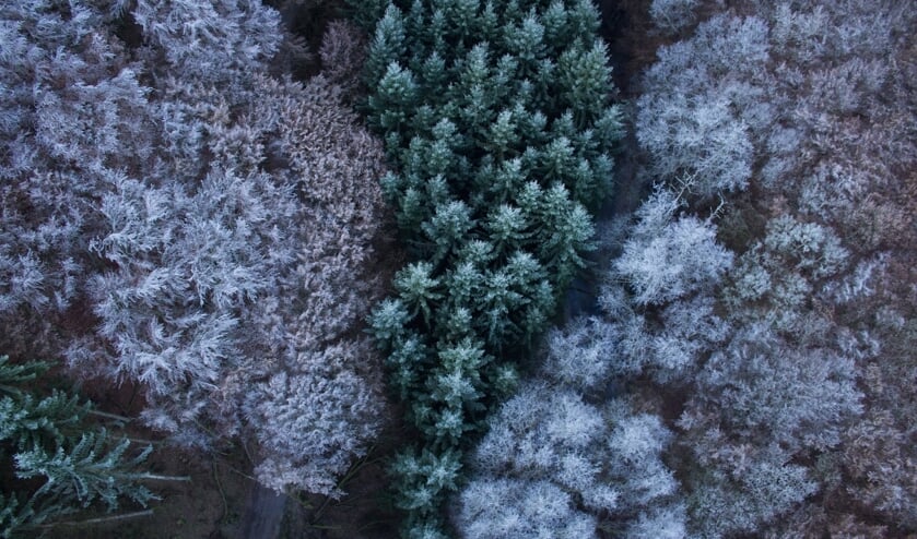 Veel kerstbomen zijn al opgehaald. Toch kunnen ze 11 januari nog worden ingeleverd op het Hemmeland.