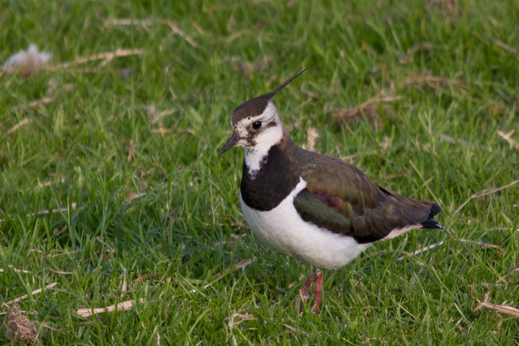 De vrije val van het aantal kieviten baart grote zorgen.