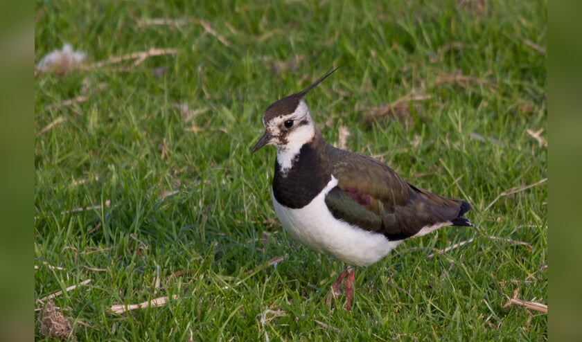 De vrije val van het aantal kieviten baart grote zorgen.