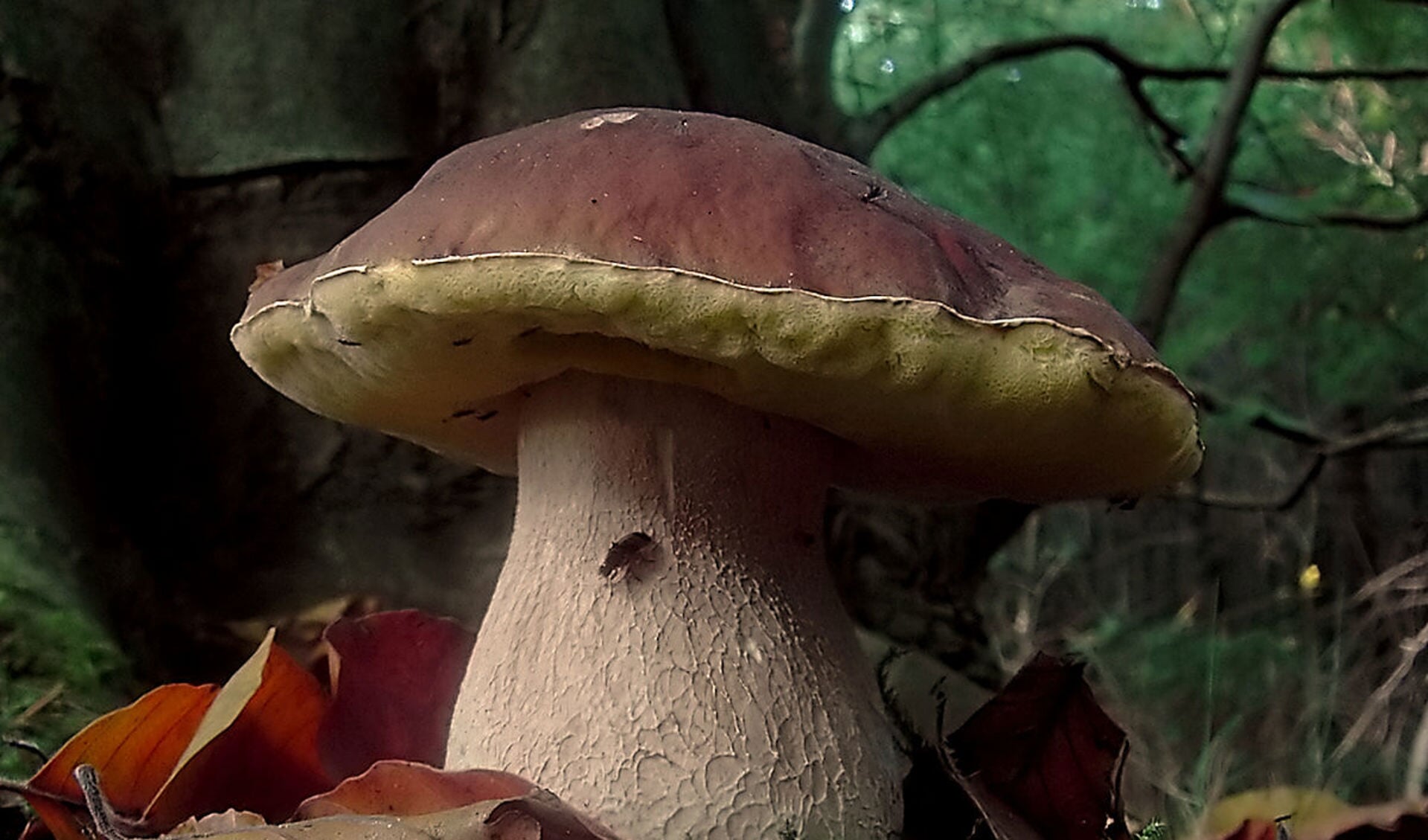 Gewoon eekhoorntjesbrood, te vinden in de Schoorlse Duinen net als 75 heel bijzondere en unieke paddenstoelensoorten