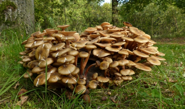 <p>Herfstwandeling door Geestmerambacht.</p>