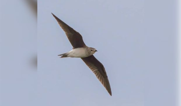 <p>De vogel komt onder meer voor in Oekraïne</p>