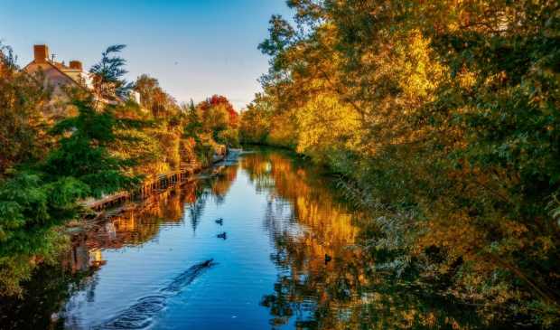 <p>Kleurenpracht aan de Van Foreeststraat.</p>