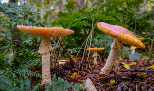 <p>P{addenstoelen in onze gemeente.</p>
